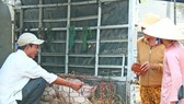 Quảng Nam: Hỗ trợ người dân có heo bị tiêu huỷ do dịch tả heo châu Phi
