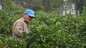 Quất tết được giá, nông dân Quảng Nam lại bất an vì thời tiết