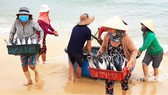 Biển gần bờ xuất hiện nhiều đàn cá, ngư dân Bình Định trúng lớn