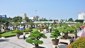 Lễ hội Bonsai và Suiseki châu Á – Thái Bình Dương lần đầu tiên được tổ chức tại Việt Nam