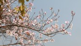 Ngắm hoa ban rợp trời Tây Bắc tại Lễ hội hoa ban 2020