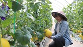 ĐBSCL: Chuyển hướng sản xuất theo kinh tế nông nghiệp