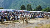 Hàng chục ngàn người xem đua bò Bảy Núi An Giang 2019
