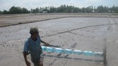 Lúa đông xuân 2019- 2020, dự kiến giảm 55.486 ha để né hạn mặn