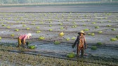 Cuối tháng 11-2019, xuống giống xong 1,2 triệu ha lúa đông xuân để né hạn mặn