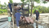 There will be possibly a shortage of pork at the end of the year. (Photo: SGGP)