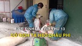 Nam Định là tỉnh thứ 13 có dịch tả heo châu Phi