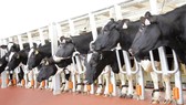 Tập đoàn TH “rủ” nông dân cùng làm giàu