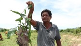 Săn đặc sản kiến vàng