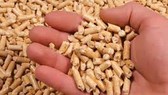 Cung cấp viên gỗ nén vào thị trường Nhật Bản