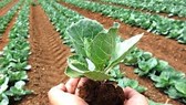 Ứng dụng chế phẩm vi sinh xử lý phụ phẩm nông nghiệp