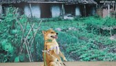 Tranh cãi về “diễn viên 4 chân”
