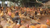 Cúm gia cầm H5N6 là một bệnh truyền nhiễm nguy hiểm, bệnh có tốc độ lây lan rất nhanh