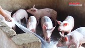 Ứng phó với diễn biến mới của dịch tả heo châu Phi