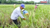 Sôi động thị trường lúa gạo cuối năm