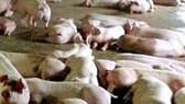 Cà Mau: Phát hiện thêm đàn heo mắc bệnh lở mồm long móng