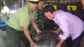 Hạt kiểm lâm huyện Ngọc Hiển tiếp nhận cá thể rùa do anh Nghĩa bàn giao để thả về môi trường tự nhiên