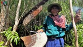 Gác kèo ong và muối ba khía được công nhận Di sản văn hóa phi vật thể cấp quốc gia