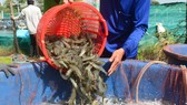 Bắt và khởi tố 16 đối tượng trong vụ dàn cảnh trộm tôm
