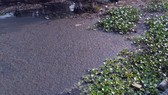 Kiểm tra một công ty về dấu hiệu xả thải gây ô nhiễm kênh rạch