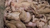 Dịch tả heo châu Phi đã lan ra toàn tỉnh Đồng Nai