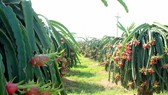 Farmers withdraw from growing safe dragon fruit because of low price