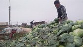Piles of cabbage are seen in Nghe An Province (Photo: SGGP)