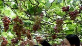 Vineyards in the south central province of Ninh Thuan have become a tourism product (Photo: VNA)