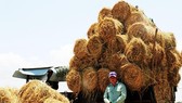 Bundles of straw is sold to traders from highlands province (Photo: SGGP)