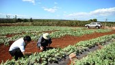 8 kilograms of watermelon seeds exported to Japan