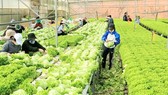 Purchasing power of Da Lat fruits and vegetables shows good signs after setback (Photo: SGGP)