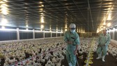 Chăn nuôi phải đăng ký để tránh tình trạng giải cứu