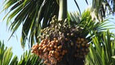 Quảng Ngãi: Giá cau rớt chỉ còn 5.000 đồng/kg
