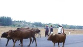 con bê, bò bị chết do bệnh lở mồm long móng