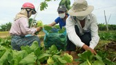 Nông dân hái rau hỗ trợ miễn phí các khu cách ly ở Quảng Ngãi