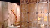 Triển lãm xác người Real Bodies