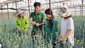 Làm nông kiểu Nhật