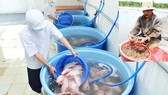 3 khó khăn chính kiềm hãm ngành thủy sản