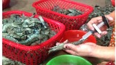 Mẫu thủy sản và sản phẩm thủy sản vi phạm chỉ tiêu hóa chất tăng