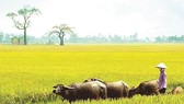 Cánh đồng sau vụ gặt