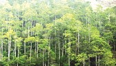 Rừng ơi!