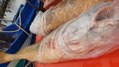 Cặp cá đường “khủng” mắc lưới ngư dân Đất Mũi