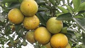 Cam Khe Mây. Ảnh: Báo Hà Tĩnh