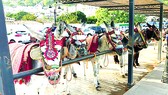 Phúc lợi cho động vật