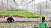 TPHCM phát triển công nghiệp công nghệ cao gắn với vùng