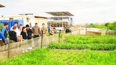 Vườn rau xanh trên cát trắng Nam Sudan