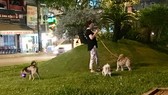 Chó vẫn thả rông nơi công cộng