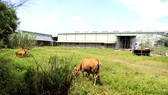 Nhà máy chế biến đầu tư hàng trăm tỷ đồng bị bỏ hoang