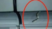 Có được mang động vật sống lên máy bay?