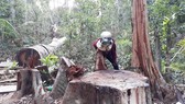 Rừng ở huyện Kbang, tỉnh Gia Lai bị đốn hạ